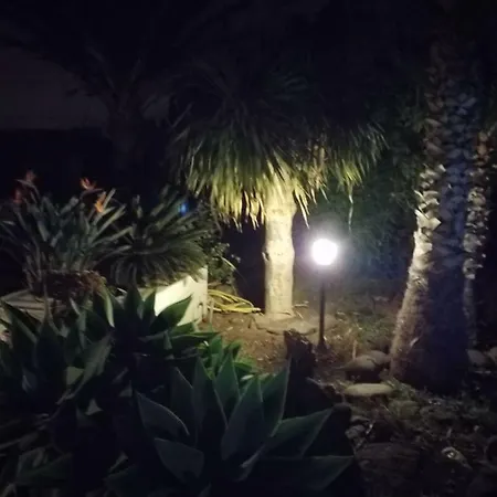 Palmeras Ingenio